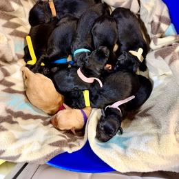 Girl 2 - Black female Labrador Retriever puppy in Sandpoint, Idaho from Allen Sunnyside AKC Labs