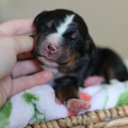 Linden - Tri-color male Bernese Mountain Dog puppy in Williamston, Sc, South Carolina from Dutton Dog Co & Dalla Grazia Doberman