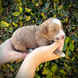 Green Collar Boy - Cream male Poodle puppy in Modesto, California from Dry Creek Poodles