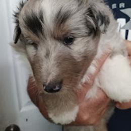 Bi blue - Blue merle and white male Shetland Sheepdog puppy in Castle Rock, Washington from RimRanch Shelties