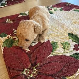 Girl 4 (runt) - White female Maltipoo puppy in Brooksville, Florida from DeVall Maltipoos