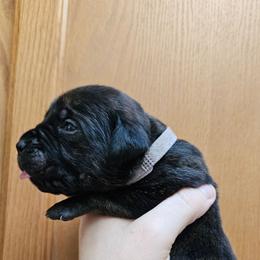 Violet Collar Female - Chestnut brindle female Cane Corso puppy in Lewistown, Montana from Corsi Amore Kennels