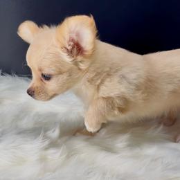 Glinda - Cream and white female Chihuahua puppy in Simpsonville, South Carolina from N&T's Chihuahuas