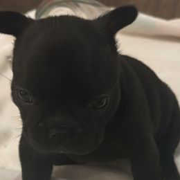 Female - French Bulldog puppy from J. Taylor Frenchie Family Farms
