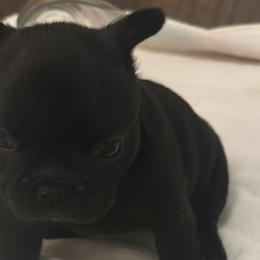 Female - French Bulldog puppy from J. Taylor Frenchie Family Farms