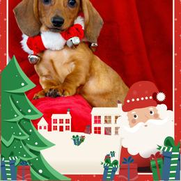 Dachshund Puppies from Army of Dachshunds
