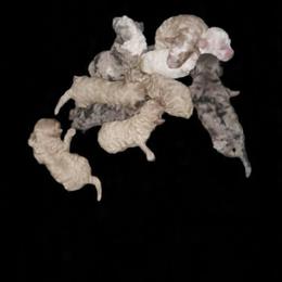 Not available - Red female Bernedoodle puppy in Lafayette, Alabama from Williams Lake Doodles