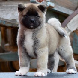 Akita Puppies from Aces-Up Akitas