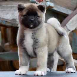 Akita Puppies from Aces-Up Akitas