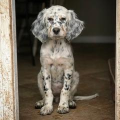 "Waawaate, 8 weeks old. Now in  program." Llewellin Setter Puppies from Paint River Llewellins