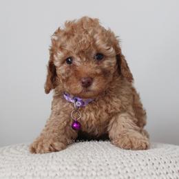 Poodle Puppies from Bruno & Co. Puppies
