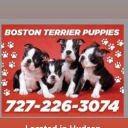 Boston Terrier Puppies from Bobos Bostons