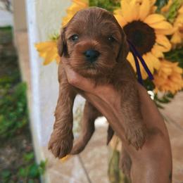 Cavapoo Puppies from Bailey & Bella Cavapoos