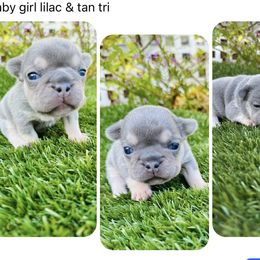 Lailah - Tricolors female French Bulldog puppy in Jacksonville, Florida from Jacksonville Frenchies