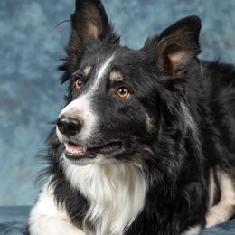 Border Collies from Go West Border Collies