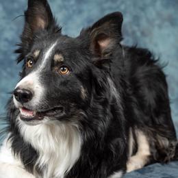 Border Collies from Go West Border Collies