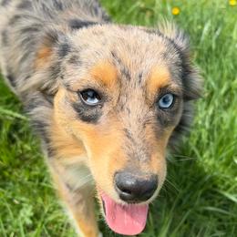 Koda - Miniature Australian Shepherd