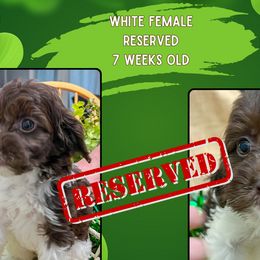 White Girl - Parti Goldendoodle puppy in Raceland, Louisiana from Cajun Doodles