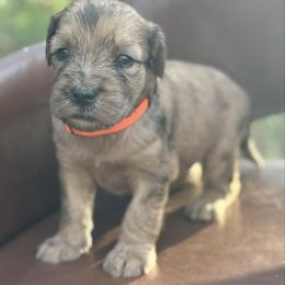 Sherbet - Merle male Whoodle puppy in Gladewater, Texas from Kalin’s K9s