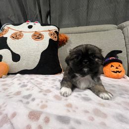 Brittany - Black female Pekingese puppy in Enterprise, Nevada from Pekingese Puppy Vegas