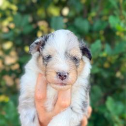 River - White blue merle and tan male Shetland Sheepdog puppy in Windsor, Colorado from Shirehill Shelties