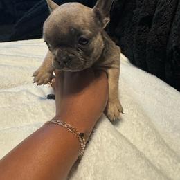 Girl 1 - Blue fawn female French Bulldog puppy in Fort Worth, Texas from Mina’s Minnies
