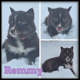Remmy - Red and white female Siberian Husky puppy in Wheeler, Michigan from Haase Family Kennels