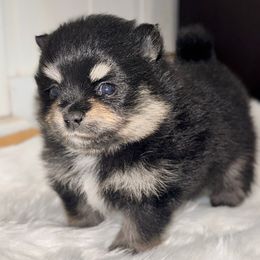 Rooster - Black and tan male Pomeranian puppy in Enfield, Connecticut from That Pom Haus