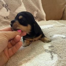 Black and cream male - Black and cream male Dachshund puppy in Manteca, California from Sweet and Low Dachshunds