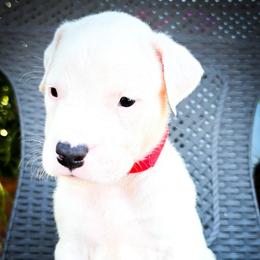 Girl 3 Gaia - White female Dogo Argentino puppy in San Diego, California from Debonair Dogos