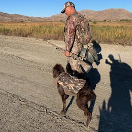 Pudelpointers from On a hunt kennels