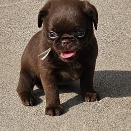 Dakota Kittelson - Brown female Brussels Griffon puppy in Welch, Minnesota from Baringer Brussels