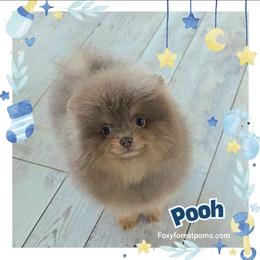 Pooh - Rare Color - AKC - Lavender male Pomeranian puppy in Eatonville, Washington from Foxy Forest Poms
