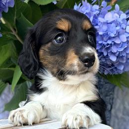 Buttercup 2800 - Piebald female Dachshund puppy in Hendersonville, North Carolina from Snarky Doxy Miniature Dachshunds