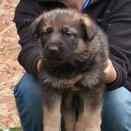 German Shepherd Puppies from Hacker Haus GSDs