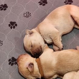 Golden Retriever Puppies from Golden Ratio Retrievers