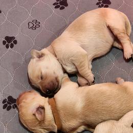 Golden Retriever Puppies from Golden Ratio Retrievers