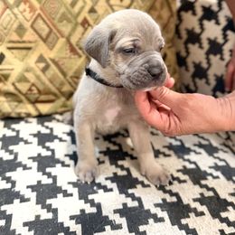 Boy2 - Gray and fawn male Cane Corso puppy in Granbury, Texas from Revolutions Kennel