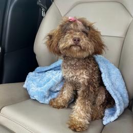 Posey - Bernedoodle