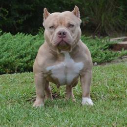 Winnie Bear (planned breeding) - Lilac female American Bully puppy in Mobile, Alabama from Laser Elite Bullies