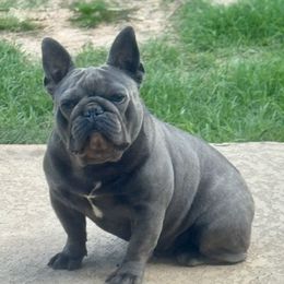 Hopper - French Bulldog