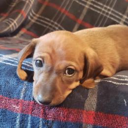Bubbles - Red Dachshund puppy in Tucson, Arizona from Luna May's daschunds