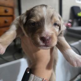 Red collar boy - Red merle male Australian Shepherd puppy in Rainsville, Alabama from Chaparro Farm