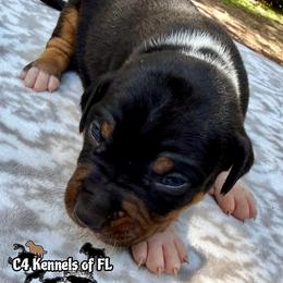 Male 3 - Black male Catahoula Leopard Dog puppy in Crestview, Florida from C4 Kennels of FL & AL