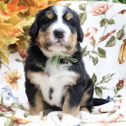 Clover (Green Bow) - Tri-color female Bernese Mountain Dog puppy in Middlesex, North Carolina from Willow Springs Doodles & Berners