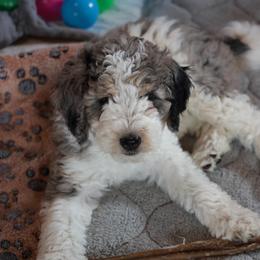 Enola Holmes - Merle female Bernedoodle puppy in Springfield, Missouri from Doodle Dandy Bernedoodles