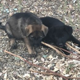 German Shepherd Puppies from KVA Shepherds
