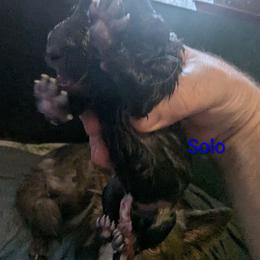 Solo - Black and silver male German Shepherd puppy in Olean, New York from F&B Kennels
