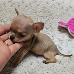 Lovebug - Fawn male Chihuahua puppy in Ligonier, Indiana from Country Charm Chihuahuas