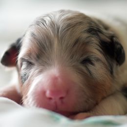 Australian Shepherds from Drayton Australian Shepherds